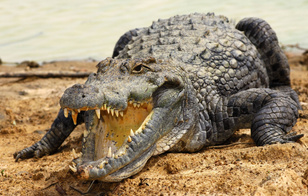 Крокодил-маньяк Густав: как один хищник держал в страхе целую африканскую провинцию