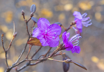 Загадочные цветы весны: какие эфемероиды искать в парках и лесах Москвы и России
