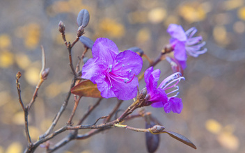 Загадочные цветы весны: какие эфемероиды искать в парках и лесах Москвы и России