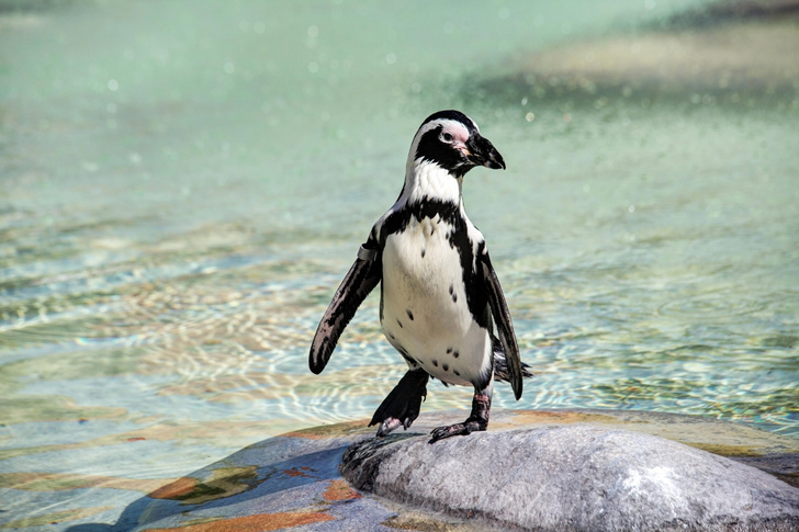В ЮАР пчелы стали причиной гибели редких пингвинов
