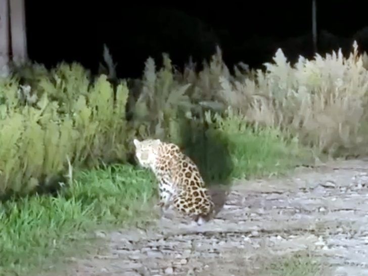 Возможно, болен: в Приморском крае ищут агрессивного леопарда, который сбежал из заповедника