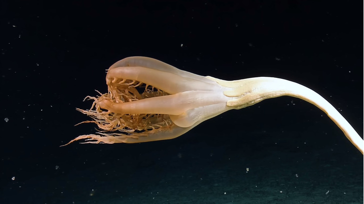Лилия-монстр со щупальцами: посмотрите, кого нашли ученые на глубине 3 км в Тихом океане