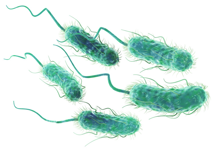 Микрофон для микробов: о чем рассказали ученым бактерии кишечной палочки