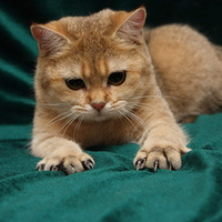 Аватарка RiMi