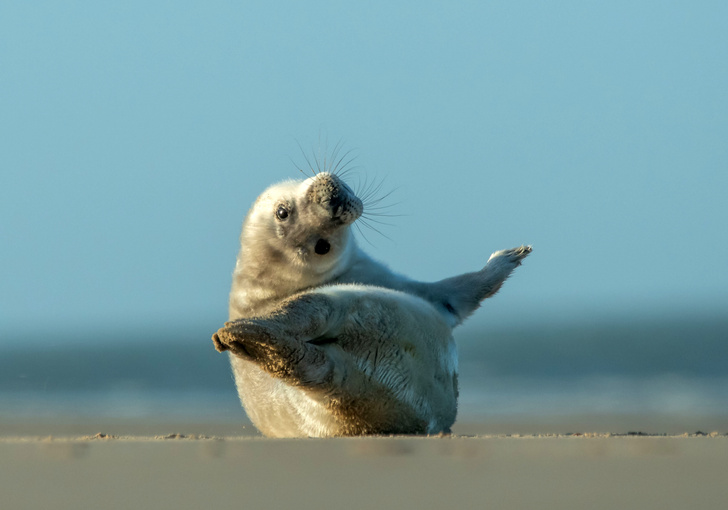 Юный тюлень занимается йогой на нидерландском пляже
