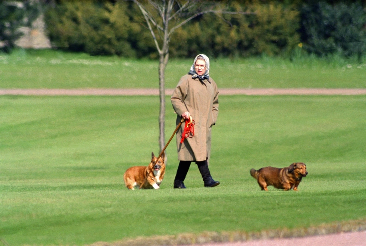 Елизавета II с корги, 1994 год 