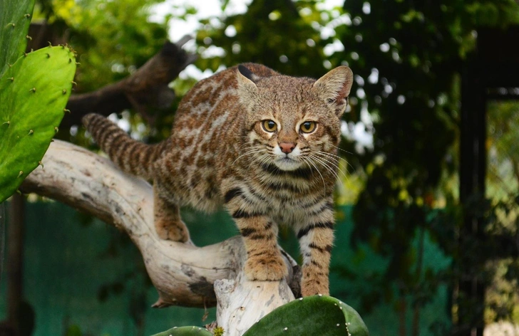 Кошки, которые выглядят милыми, а на самом деле опасные и кровожадные