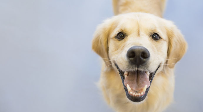 Сверхспособности вашей собаки: 7 научных фактов