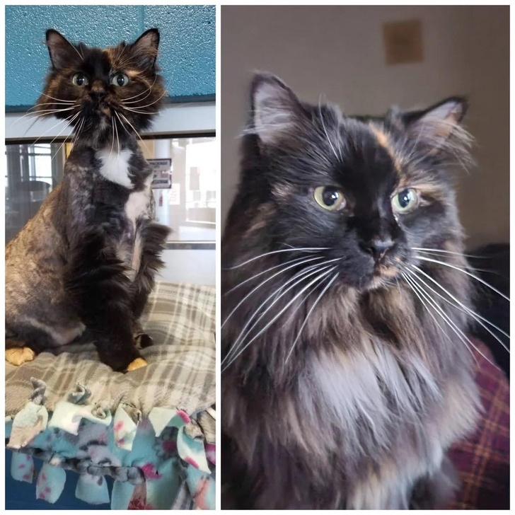 Обыкновенное чудо: фото котиков до и после «усыновления»
