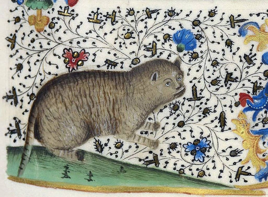 Quiz: Отгадай животное по средневековому изображению