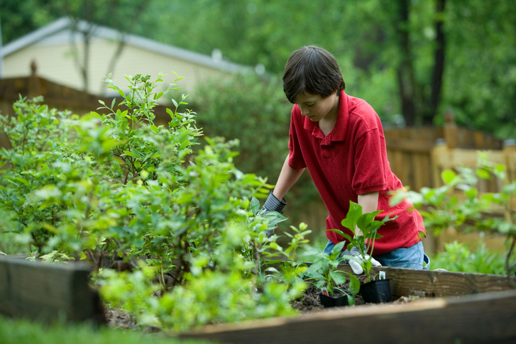 Выращиваем зеленые удобрения для сада: просто и экологично!