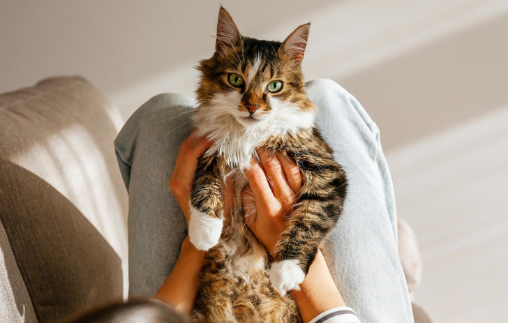 Как узнать, сколько лет вашей кошке по человеческим меркам — а вы и не догадывались