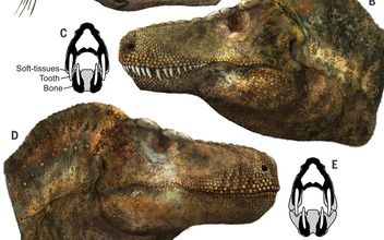 Тираннозавры выглядели не так, как их рисуют: посмотрите, какими ящеры были на самом деле