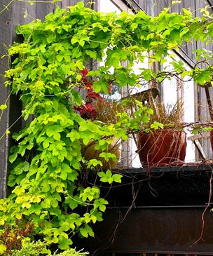 Лучшие вьющиеся растения для балкона