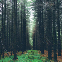 Аватарка Лесная Ведьмочка