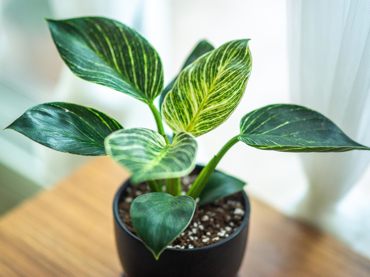 Уберите их из дома: 5 опасных растений, которым не место в вашей квартире