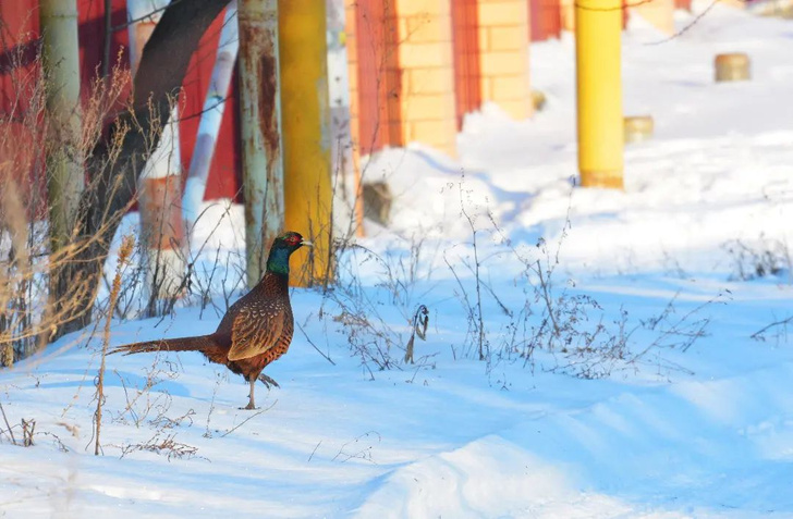 Крылатые волжане: фотограф-орнитолог показывает повседневную жизнь птиц в большом городе