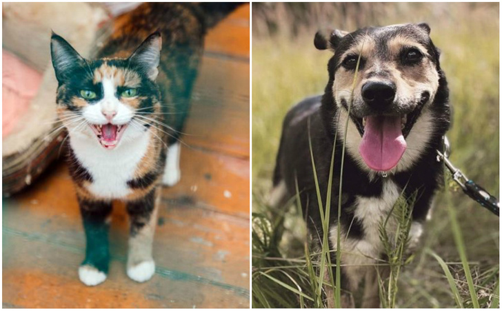 Котопёс недели: кошка Варежка и собака Майя ждут своих людей