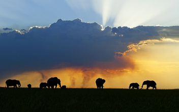 Почему слоны не летают: 5 удивительных фактов о серых гигантах
