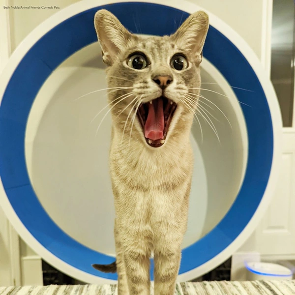 Источник: Comedy Pet Photography Awards