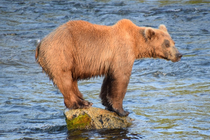 На Аляске выбирают самого жирного медведя (фото прилагаются)