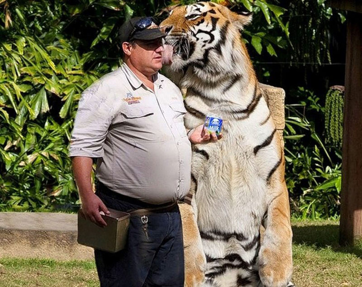 20 смешных фотографий, которые доказывают, что большие кошки — это просто кошки