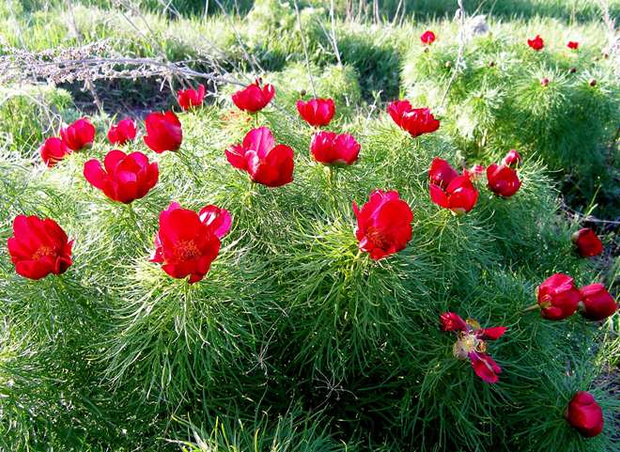 Воронцы цветы фото белгород