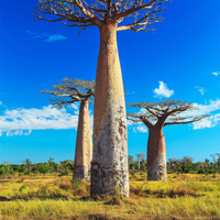 Аватарка Баобабчик