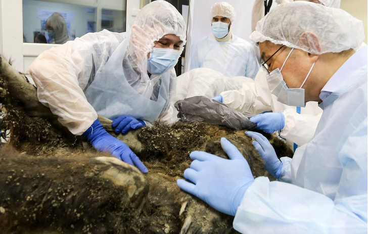 Вскрытие покажет: в Якутске исследовали тушу медведицы, которая 3500 лет пролежала в вечной мерзлоте