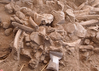 Ножи и кости мамонтов: найдены следы большого пиршества возрастом 39 тысяч лет
