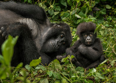 Поесть лобстеров и спасти популяцию горилл: чем заняться в отпуске в ноябре
