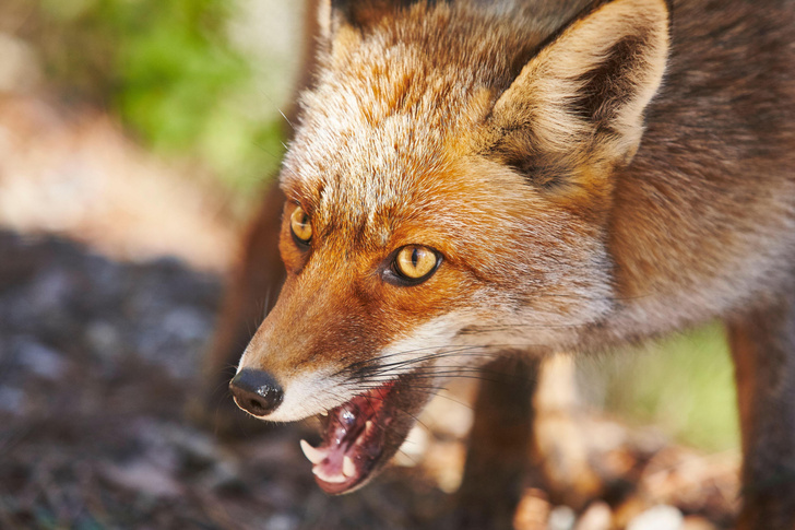 Скалятся и шипят: как в Новосибирске вывели агрессивных лис и зачем это нужно ученым