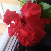 Аватарка Вивс