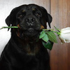 userpic__Dimasy