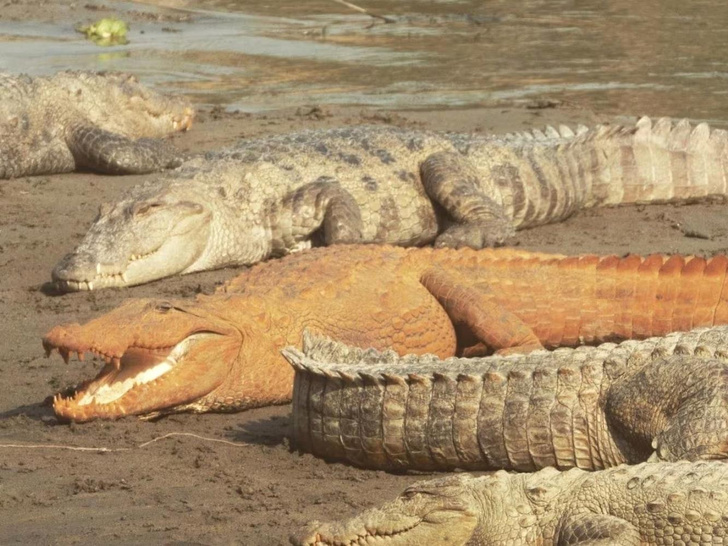 Последний писк моды: почему в Непале некоторые крокодилы стали оранжевыми?