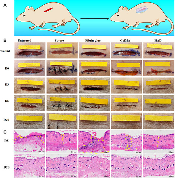 Как заживают раны на крысе при использовании разных видов клея