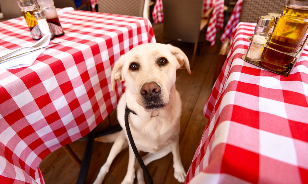 Рестораны можно с собакой