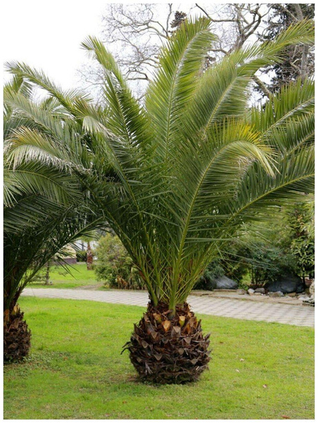 Как просто и быстро сделать пальму для сада – мастер класс