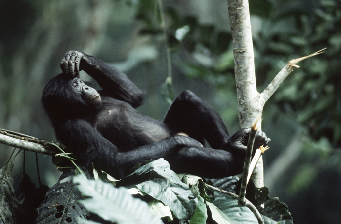 7 секретов от бонобо