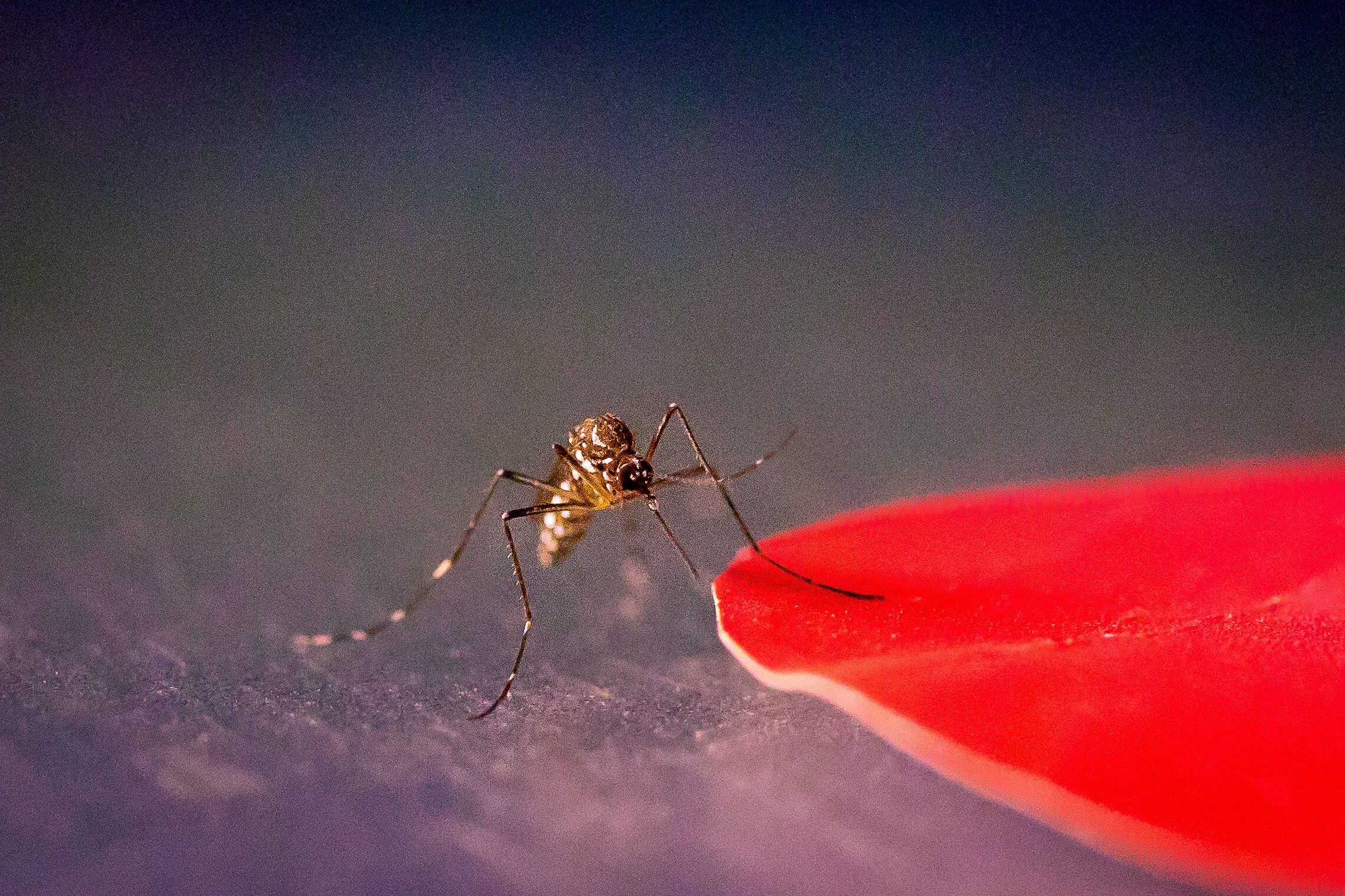 Оранжевый комар. Камар. Москит и комар. Кровососущие комары.