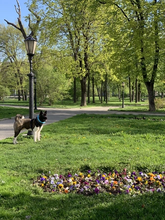 Москва глазами собачника: прогулки по центру столицы