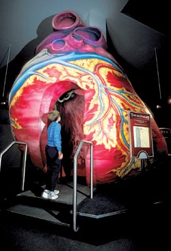 Модель человеческого сердца — один из самых любимых публикой экспонатов