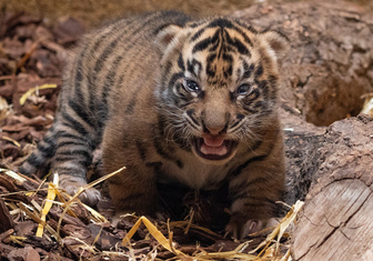 В Лондонском зоопарке увеличилось поголовье суматранских тигров