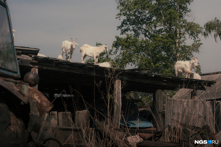 «Смысл-то какой отсюда убегать?»: как живет единственный обитатель деревни-призрака в Новосибирской области