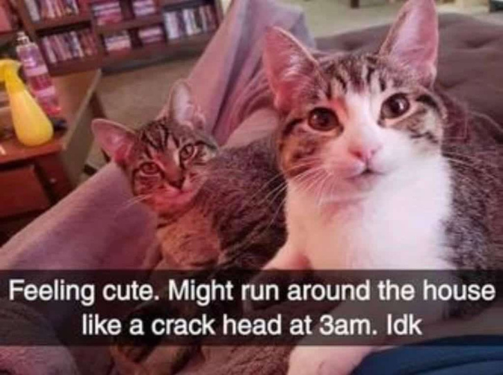 Лучшие мемы про котов со всего Интернета