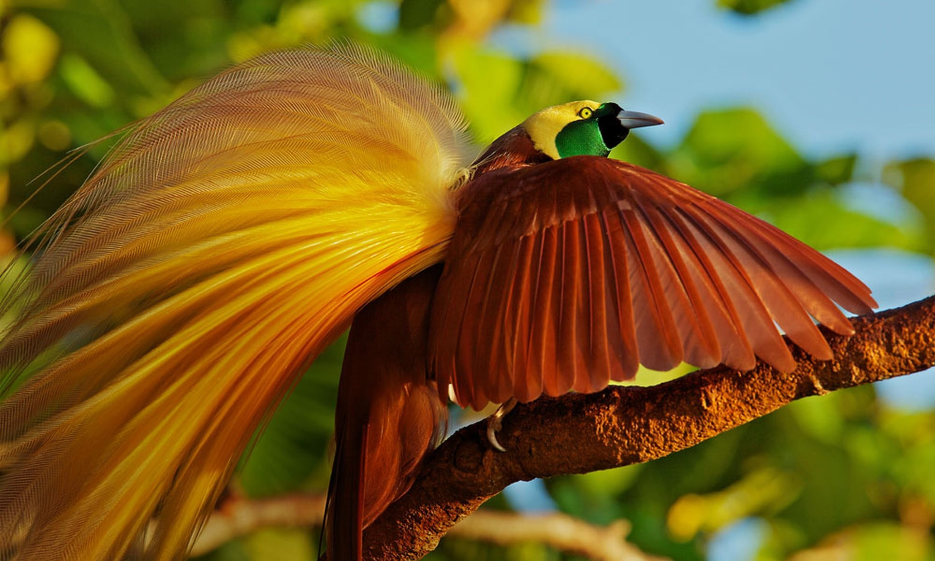 Картинка большой птицы. Большая Райская птица Австралии. Реггианова Райская птица. Райская птица Гоби. Красная шилоклювая Райская птица.