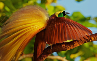 Райские птицы: вороны в павлиньих перьях