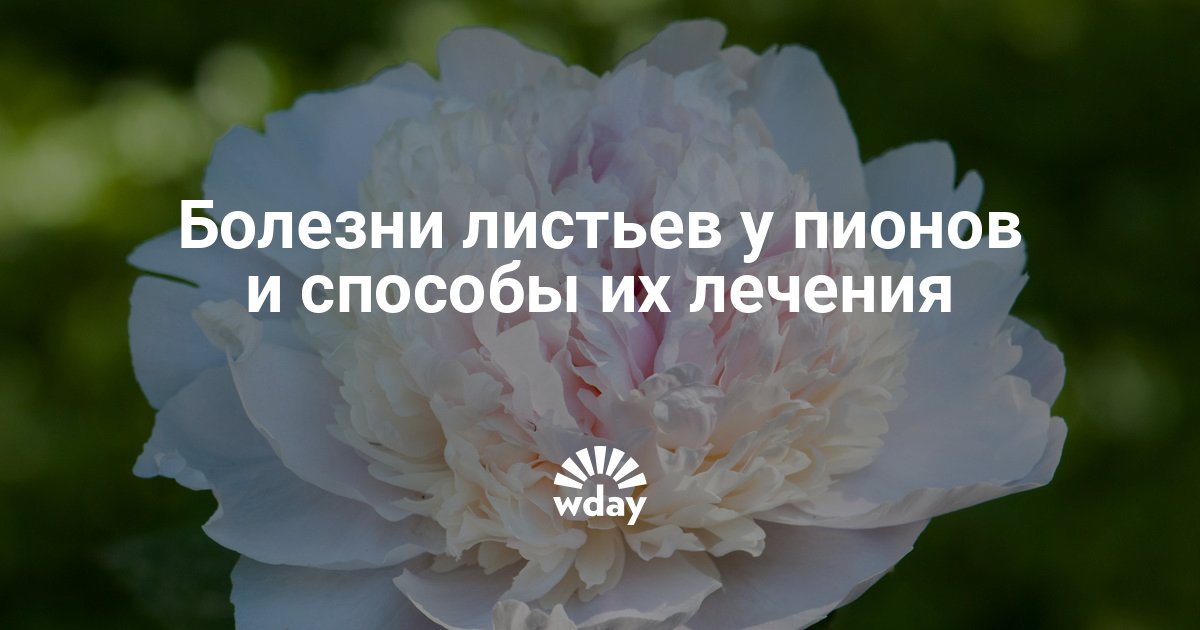 Болезнь пиона в картинках