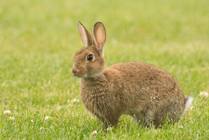 Скрещиваются ли заяц и кролик?