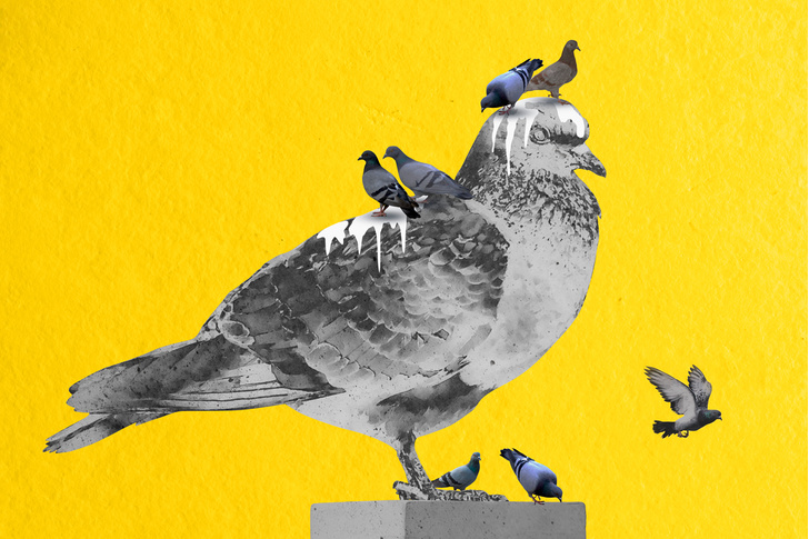 Сизые горожане: как голуби стали «желанными нахлебниками»
